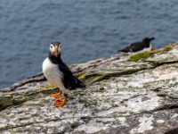 Sceilg Mhichíl / Skellig Michael
